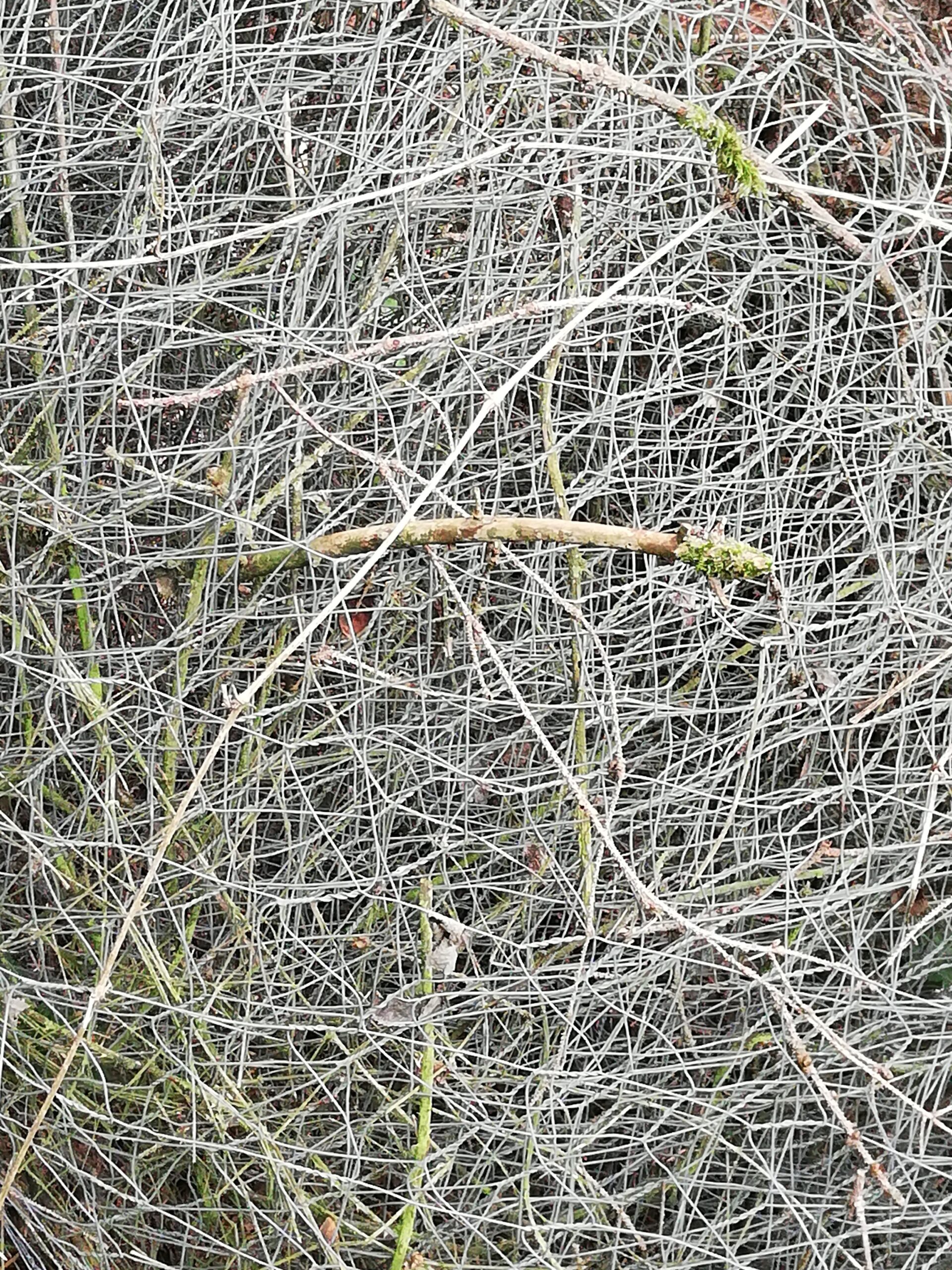 Chaosbild peggyschmah