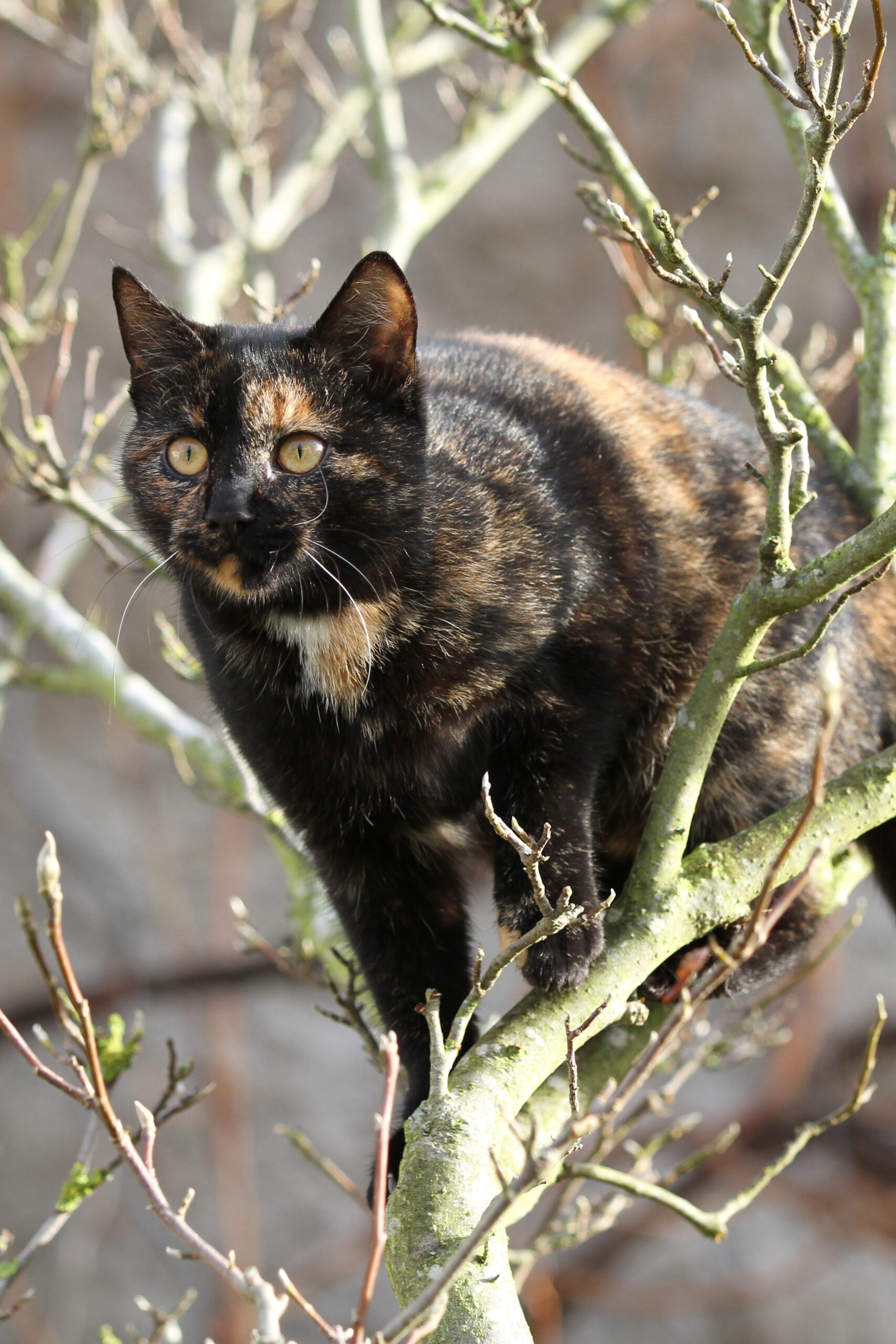 Schildpatt Katze auf Ast