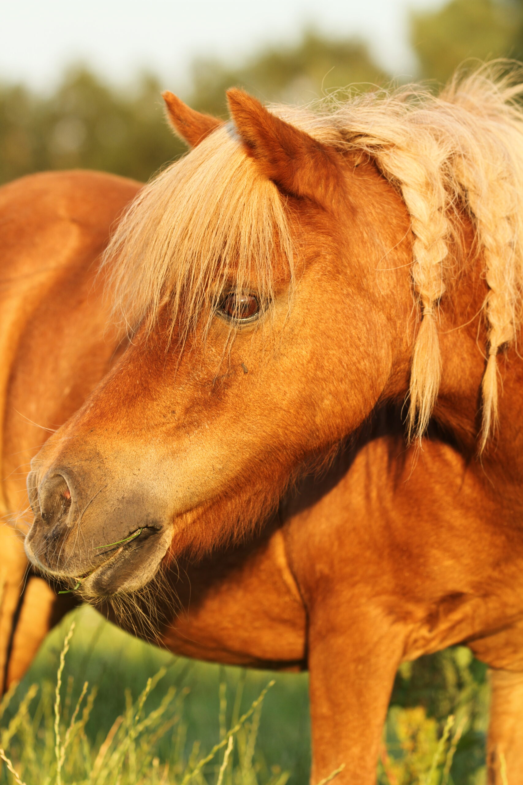 Ponie mit geflochtener Mähne blickt zurück