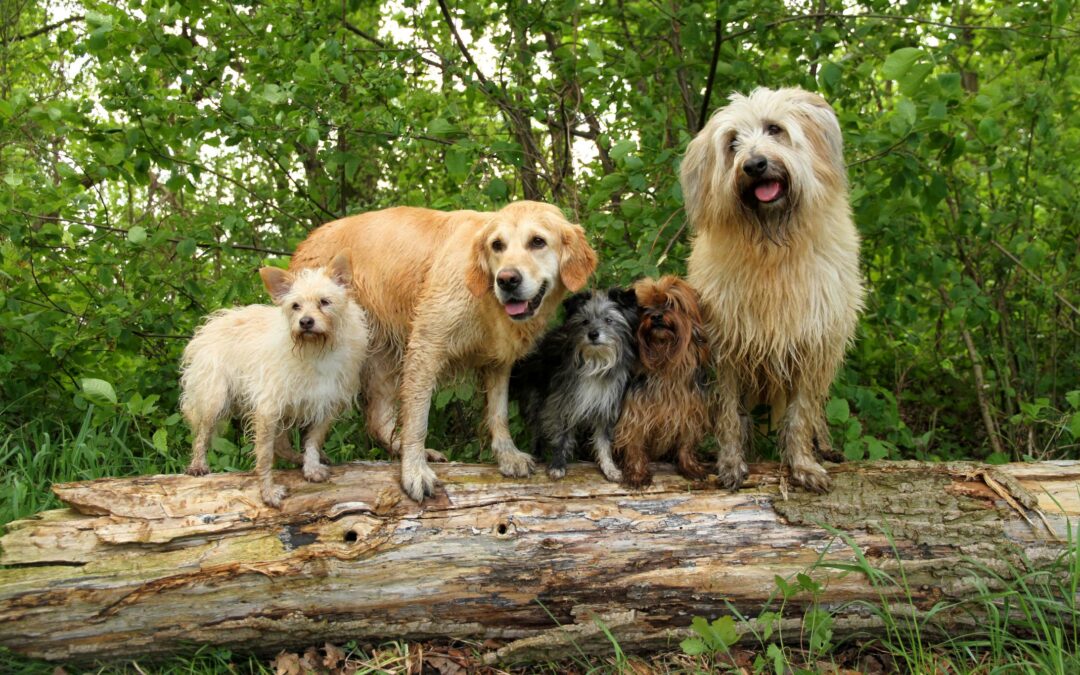 5 Hunde auf Baumstamm