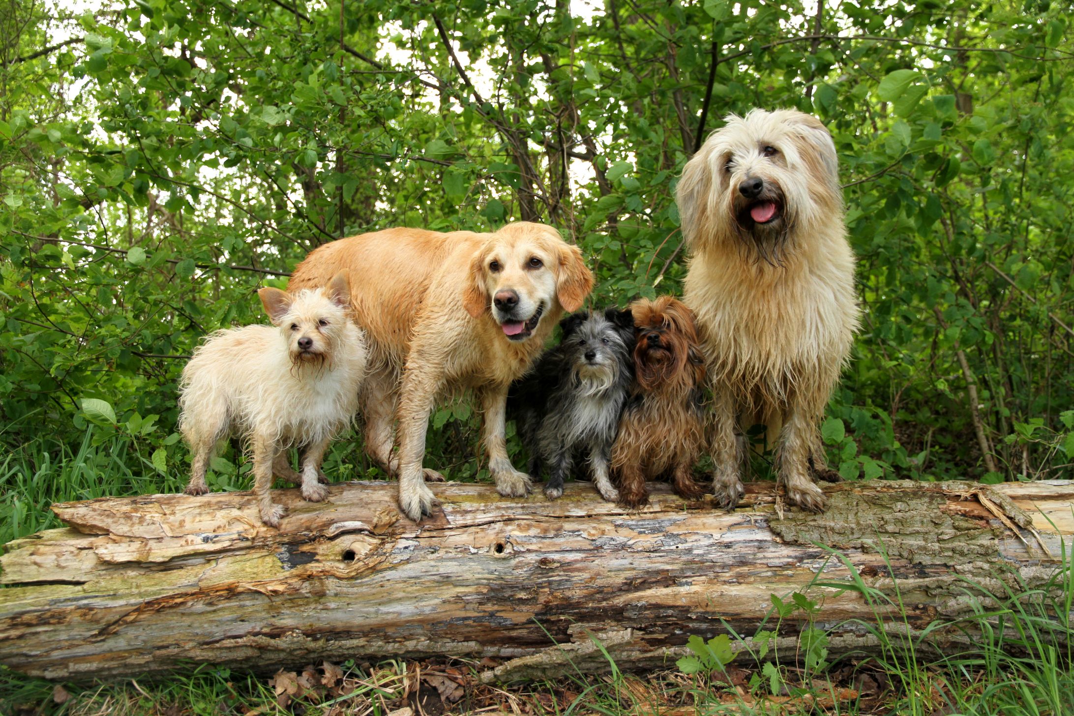 5 Hunde auf Baumstamm