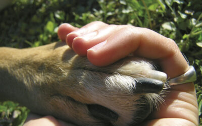 Zukunfts-Kompetenzen