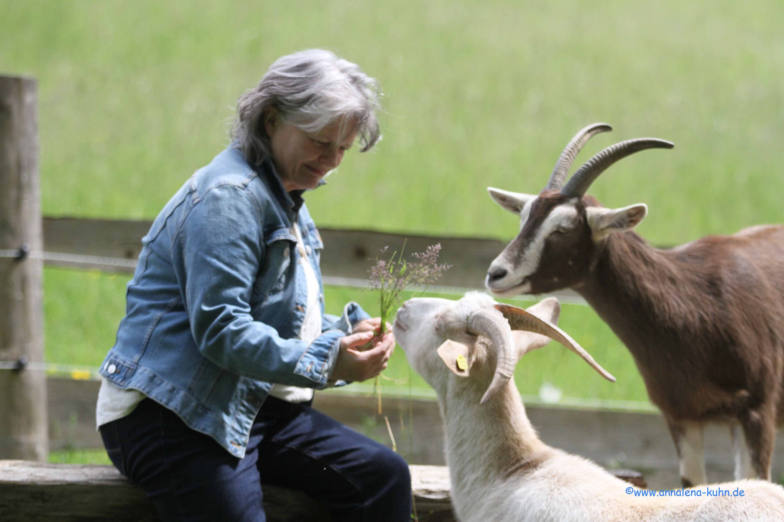 Logo16.05.2026 Peggy und die Tiere- Fotos Annalena Kuhn (375) - Kopie 5 Hunde auf Baumstamm